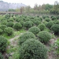 冠幅120公分龜甲冬青球，現(xiàn)價125元