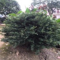 50公分高龜甲冬青苗的批發(fā)價(jià)格