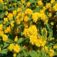 市場上暢銷的棣棠球是哪種規(guī)格的？