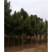 安徽合肥供油松、黑松、濕地松