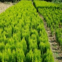 冠幅50公分灑金柏球的價(jià)格