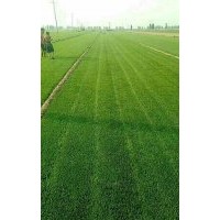 草坪直銷(xiāo)
