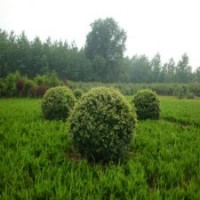 60公分火棘苗的批發(fā)價格