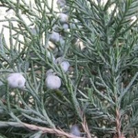 50公分鉛筆柏的批發(fā)價(jià)格