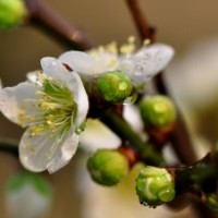 綠梅基地綠梅盆栽的價格