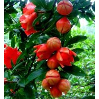 地徑8公分花石榴的批發(fā)價格是340元