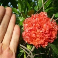 地徑2公分花石榴的批發(fā)價格是10元