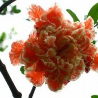 江蘇花石榴基地，大量苗源，現(xiàn)場發(fā)貨