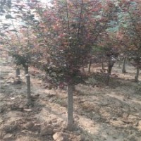 地徑6公分美人梅的市場(chǎng)價(jià)格