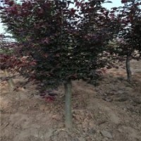 7公分美人梅基地，大量現(xiàn)貨，批發(fā)價(jià)120元