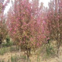 最新北美海棠的價(jià)格表