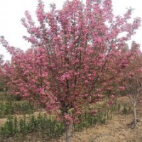 江蘇大量北美海棠出售，低價(jià)裝車