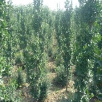 2米高北海道黃楊基地批發(fā)價(jià)格8元，物美價(jià)廉