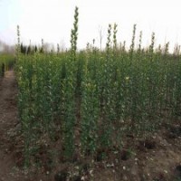 產(chǎn)銷兩旺的北海道黃楊苗，江蘇1.5米價(jià)格是5元