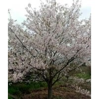 供大規(guī)格早櫻晚櫻7公分到24公分