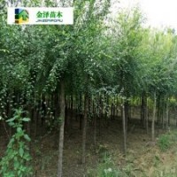 河北白榆樹’’白榆樹廠家’’10公分白榆樹