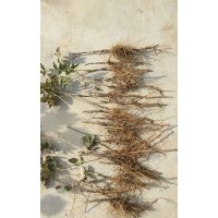 2年生紫斑牡丹種生苗