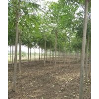 9公分臭椿價格（產(chǎn)地）