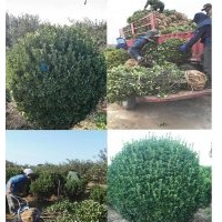 批發(fā)大葉黃楊苗球