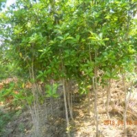 大量供應(yīng)丹桂苗