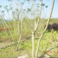 供應(yīng)多頭藍(lán)花楹