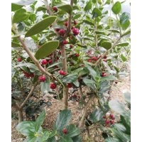 供應(yīng)無(wú)刺構(gòu)骨