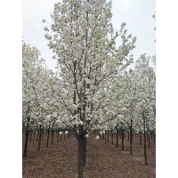 地徑9公分彩葉豆梨青島國創(chuàng)園林精品彩葉豆梨1-15公分彩葉豆