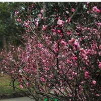 供應(yīng)大規(guī)格紅梅及紅梅梅樁5到25公分