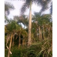 廣西南寧供應(yīng)大王椰