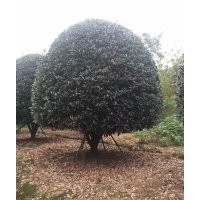 雞爪槭紅楓海棠紅葉李桂花紅梅無患子桂花櫻花