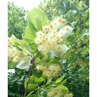 米徑13公分 椴樹歐洲小葉椴青島國創(chuàng)園林精品歐洲小葉椴