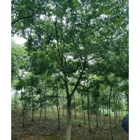 湖北精品樸樹