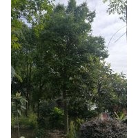 湖北精品紅果冬青