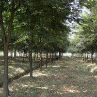 紅櫸樹6公分-18公分