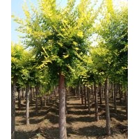 眾興苗木，出售金枝槐，金葉槐，4-15公分。。高接，矮接,火炬1-1