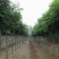 白蠟 白蠟基地 白蠟小苗 平頭白蠟 哪有白蠟