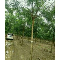 標準化國槐，龍爪槐，金枝槐，金枝垂槐