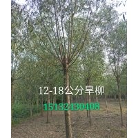 15公分旱柳價(jià)格