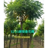 10公分嫁接香花槐價(jià)格多少15132430408