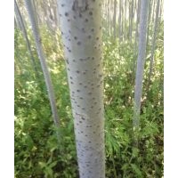 出售黑龍江銀中楊