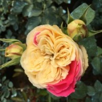 精品月季風(fēng)月