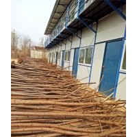 火炬樹_火炬樹價(jià)格_火炬樹圖片