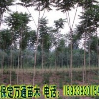 香花槐 嫁接香花槐 香花槐基地