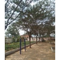 大量出售楸樹梓樹12公分15公分電話1384942O776