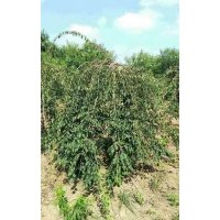 供應3-8公分垂枝梅