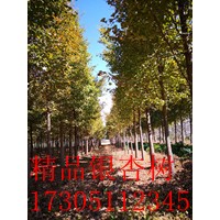 18公分銀杏樹18公分銀杏樹