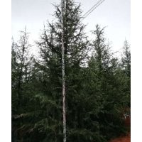 供應(yīng)云南高原雪松耐寒耐旱適應(yīng)性強(qiáng)，各規(guī)格雪松