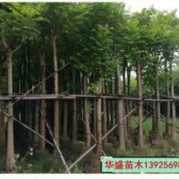 廣東普寧華盛苗木供應(yīng)15公分火焰木