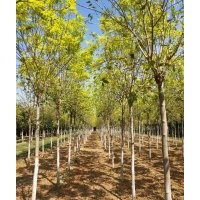 供應(yīng)金葉白蠟5公分6公分8公分10公分12公分15公分