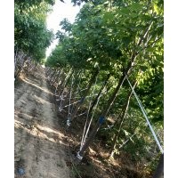 楸樹(shù)6公分8公分10公分12公分